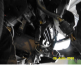Porsche (IN) CAYENNE Cayenne Tiptronic V6 250CV - Accidentado 11/18
